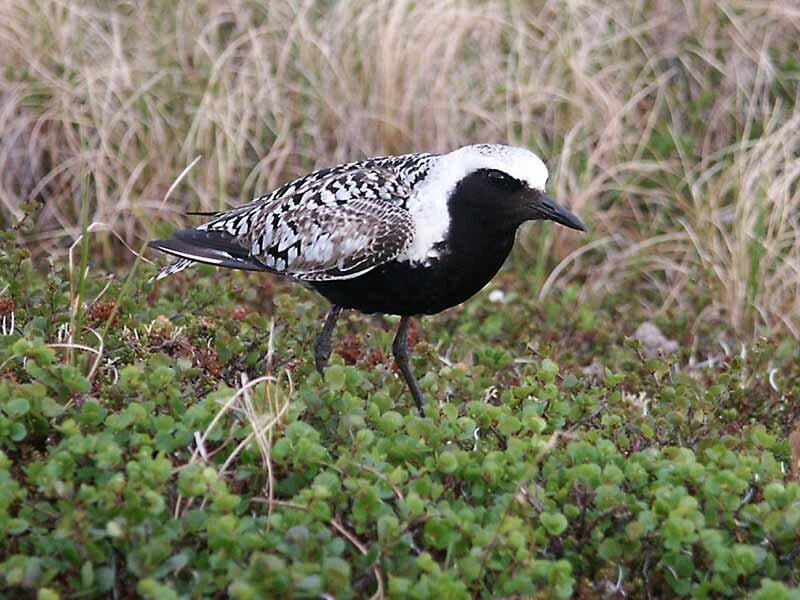 Black and White Bird — Green, Natural