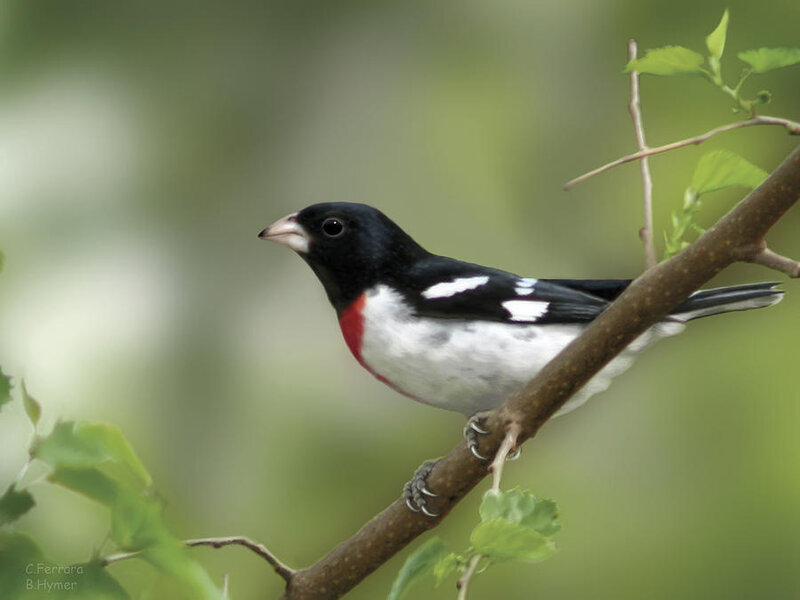 Black-and-white Bird — Green