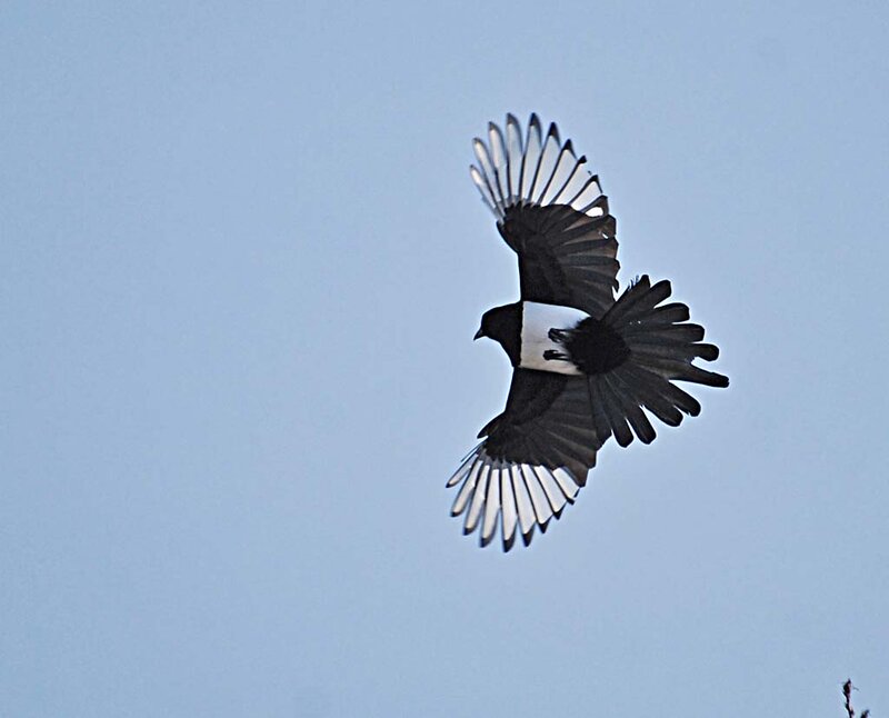 Black and White Bird in Flight