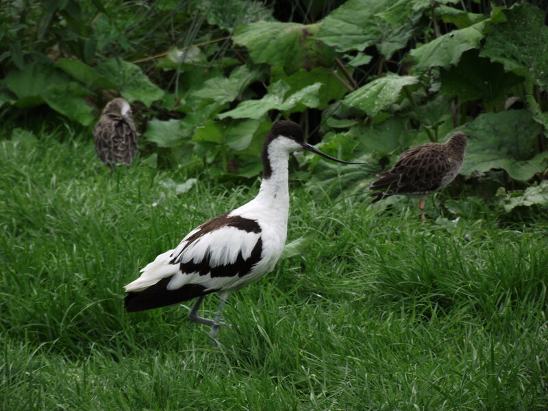 Black-and-white Bird in Grass