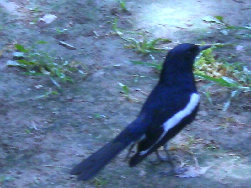 Black and White Bird — Natural