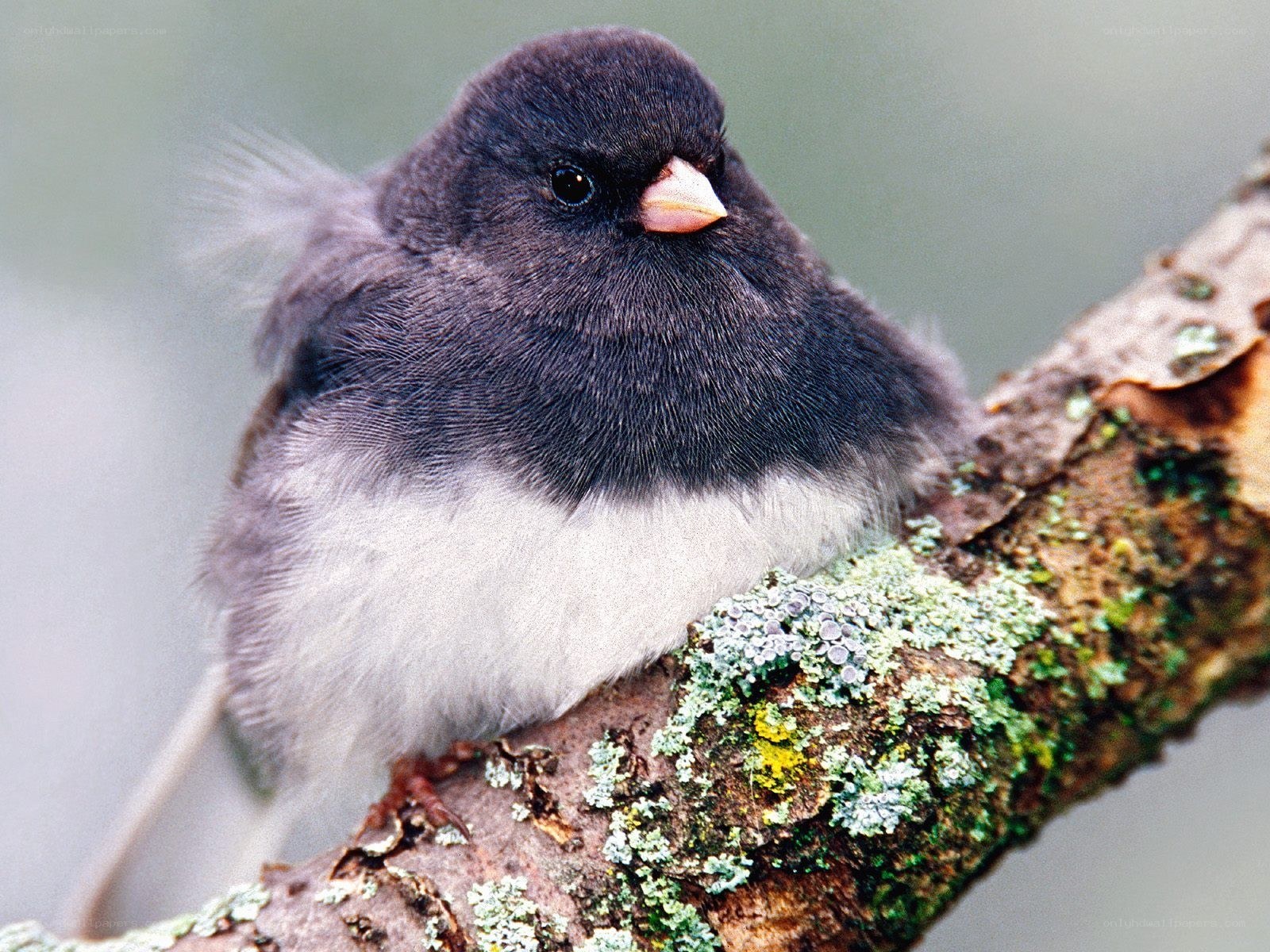 black and white bird on branch