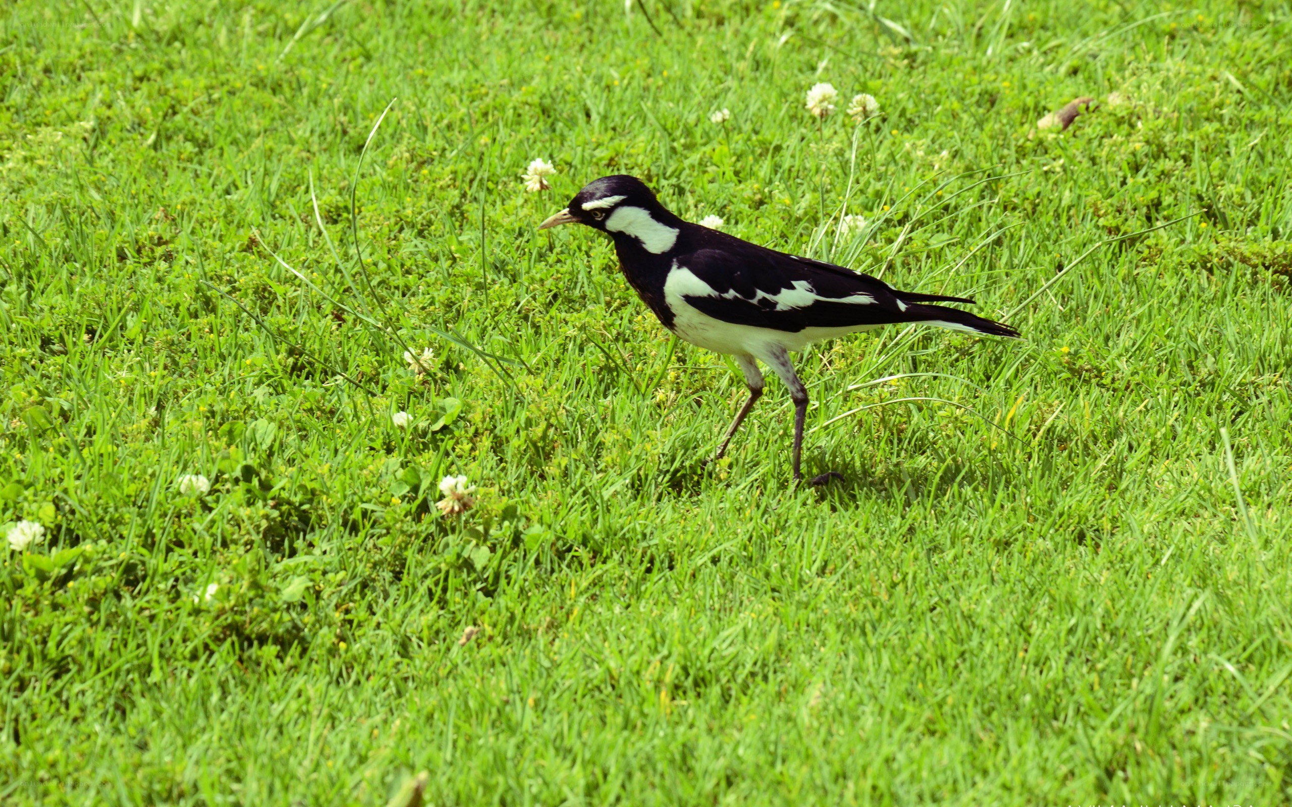 black and white bird on grass