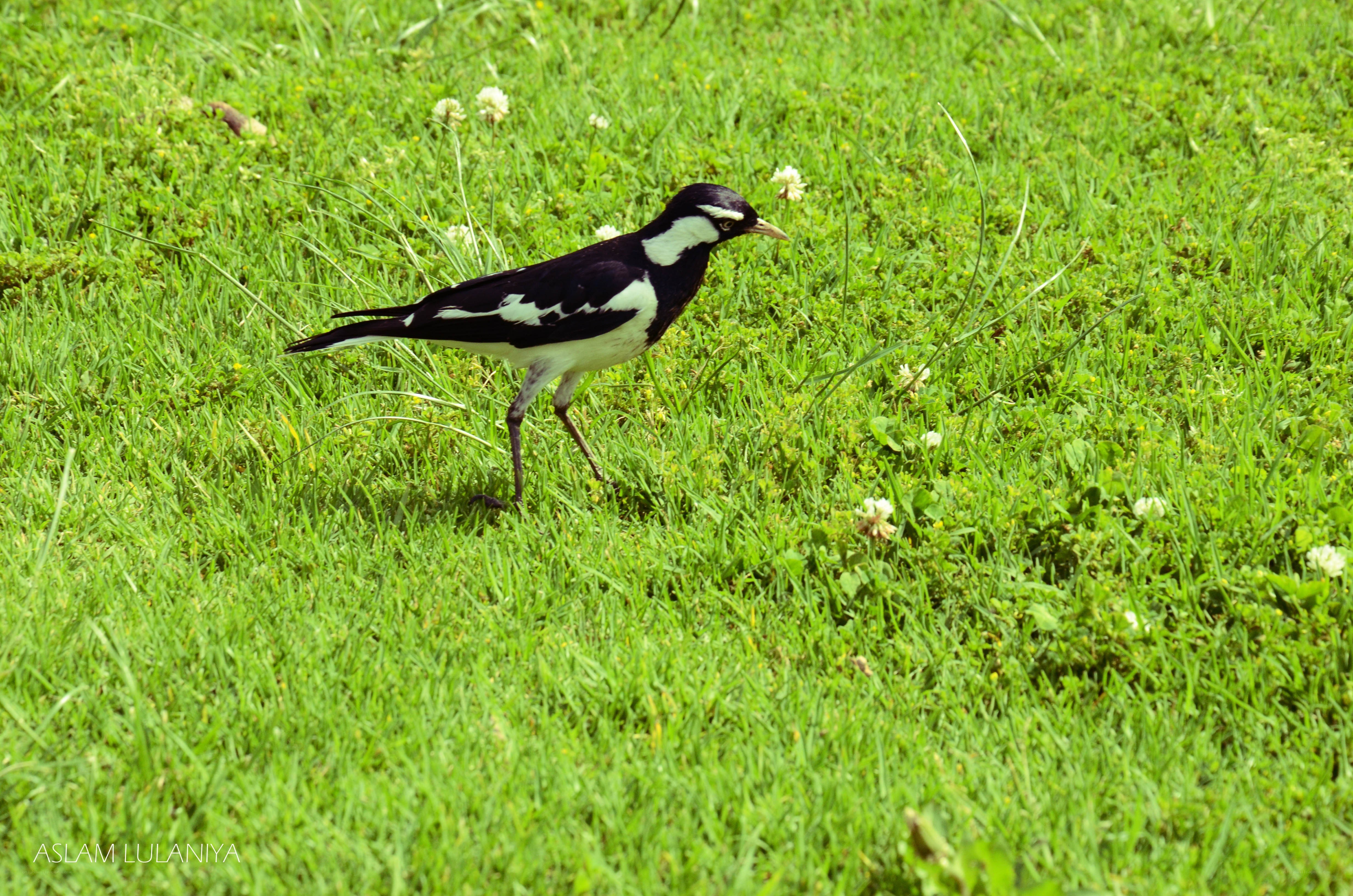black and white bird on grass