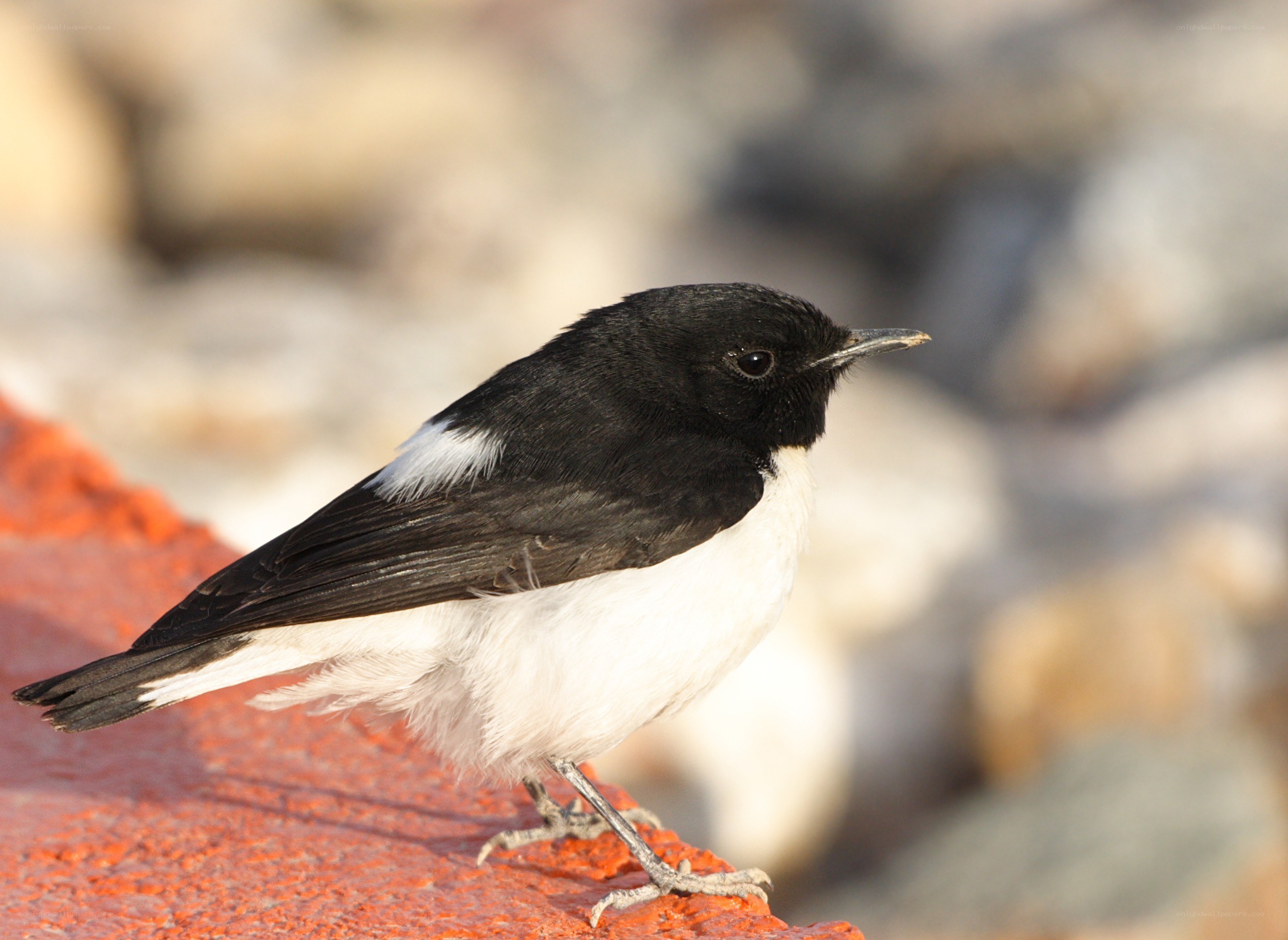 black and white bird on red surface