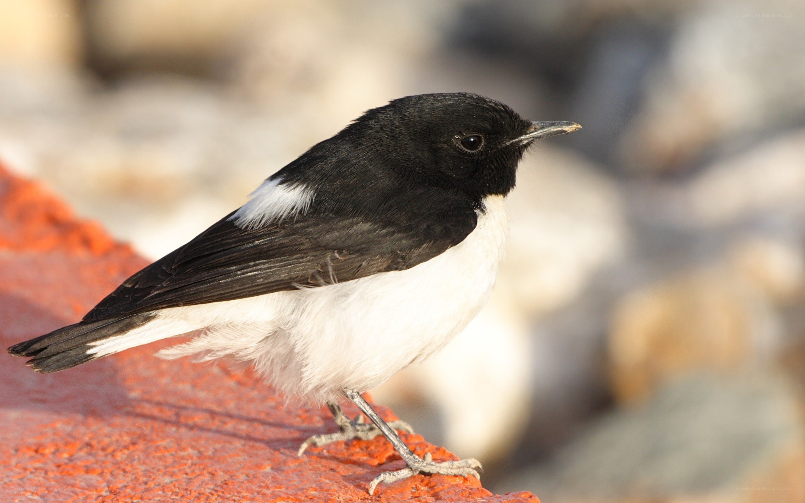black and white bird perched