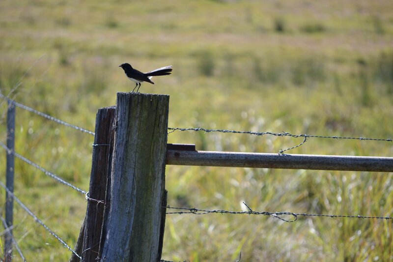 Black and White Bird