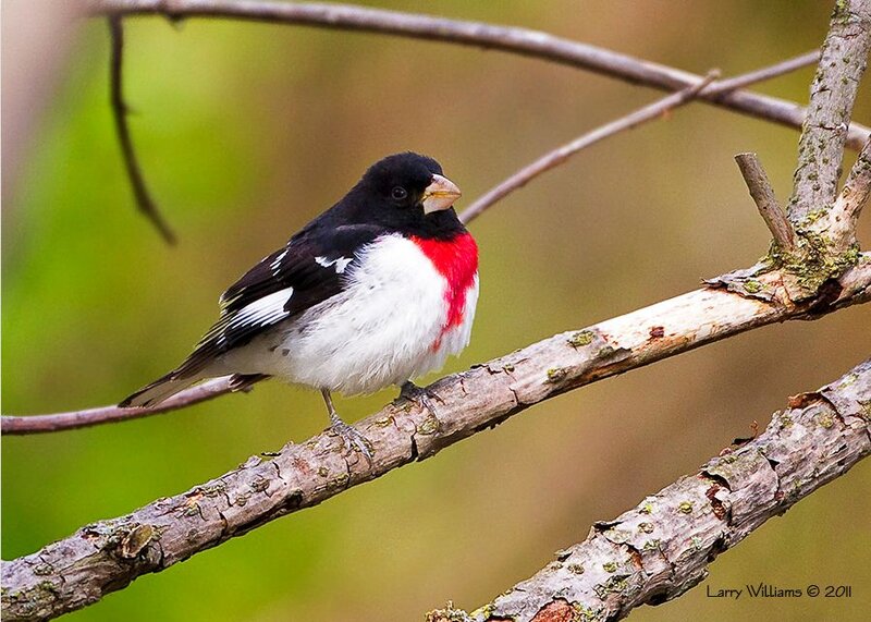 Black-and-white Bird — White