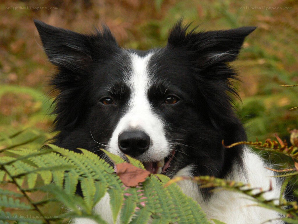 black and white border collie