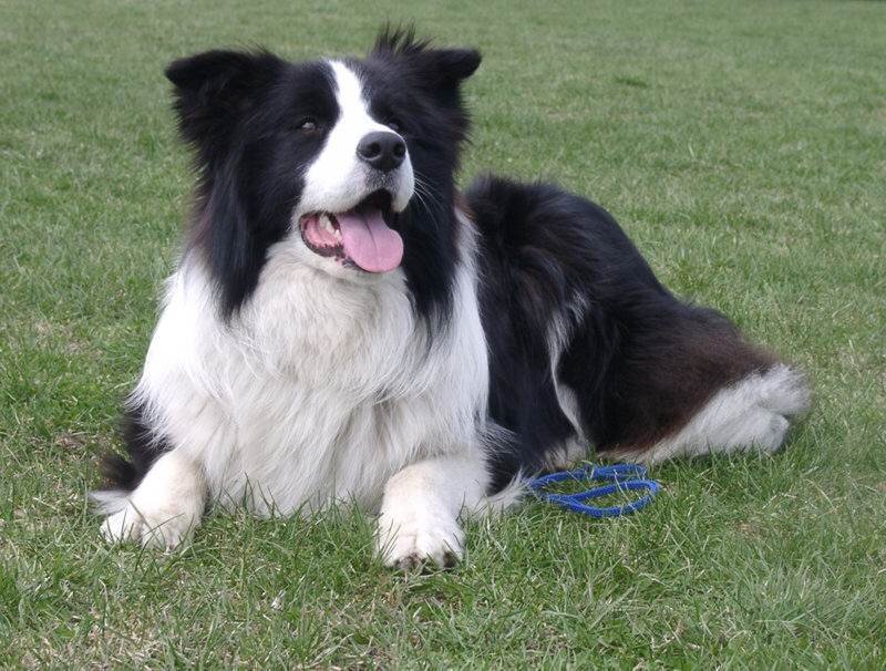 black and white border collie