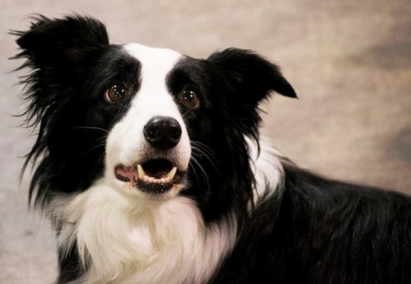 Black and White Border Collie — Alert, Photograph