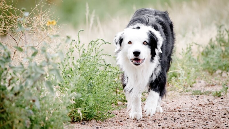 Black and White Border Collie — Alert