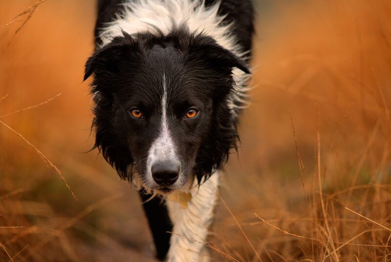 Black and White Border Collie — Brown