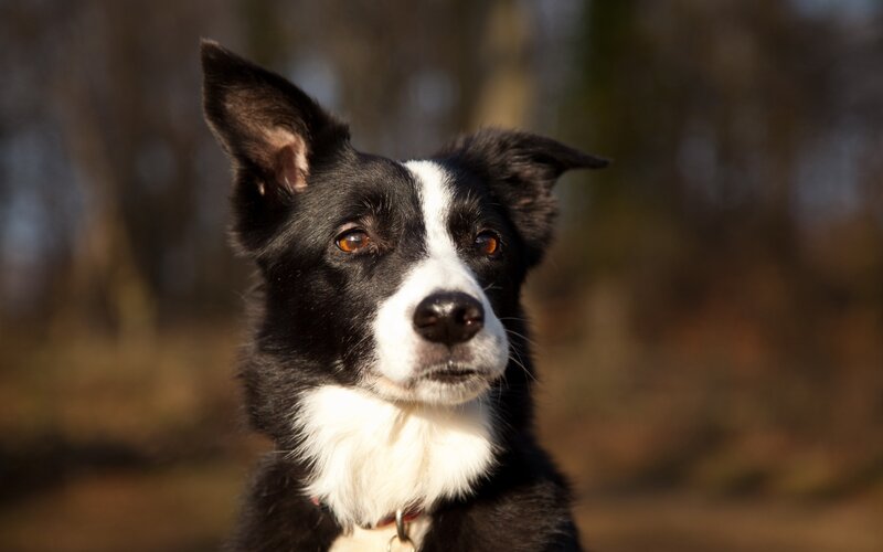 Black and White Border Collie — Calm, Afternoon, Photograph, Dog, Trees