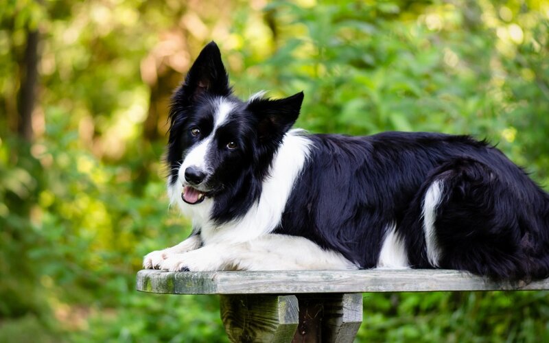 Black and White Border Collie — Calm, Afternoon