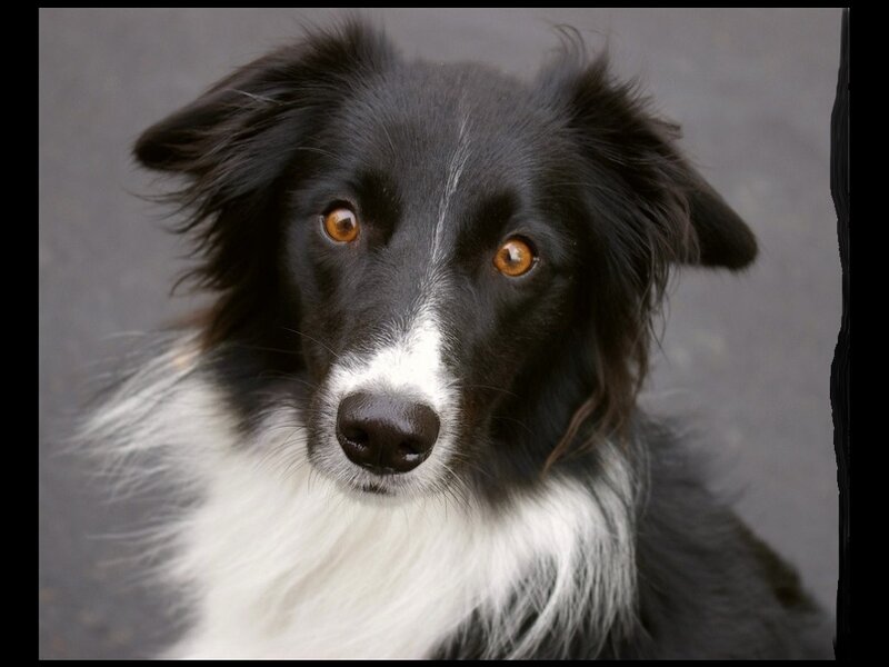 Black and White Border Collie — Calm, Photograph, Dog, Eyes