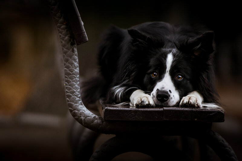 Black and White Border Collie — Calm, Photograph, Dog