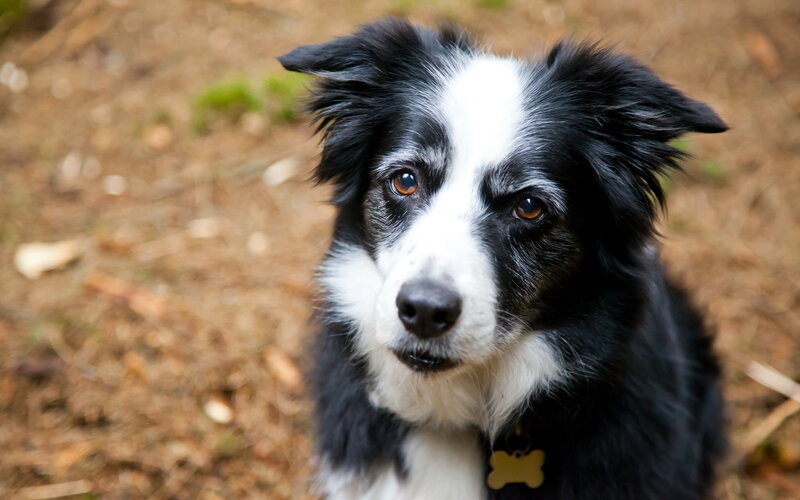 Black and White Border Collie — Calm, Photograph