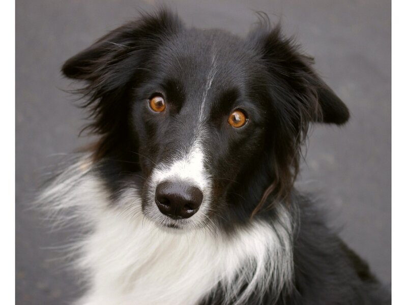 Black and White Border Collie — Calm