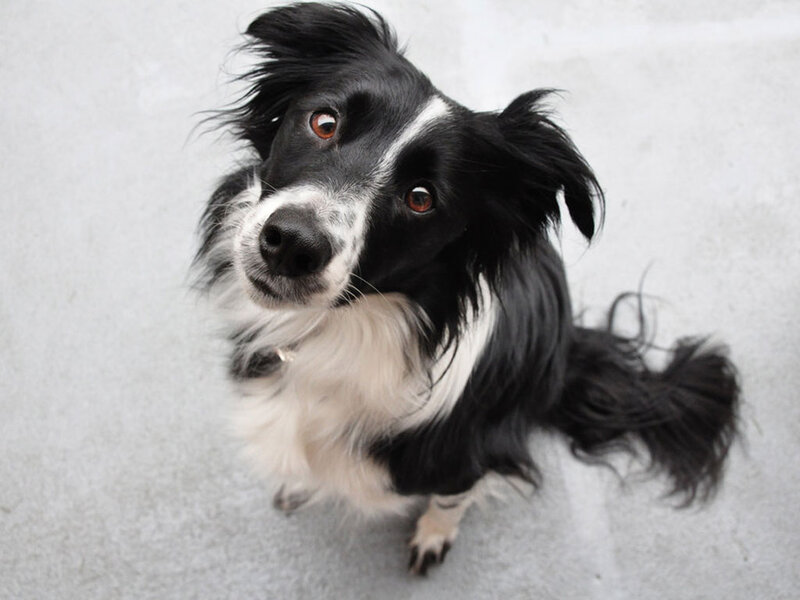 Black and White Border Collie — Curious