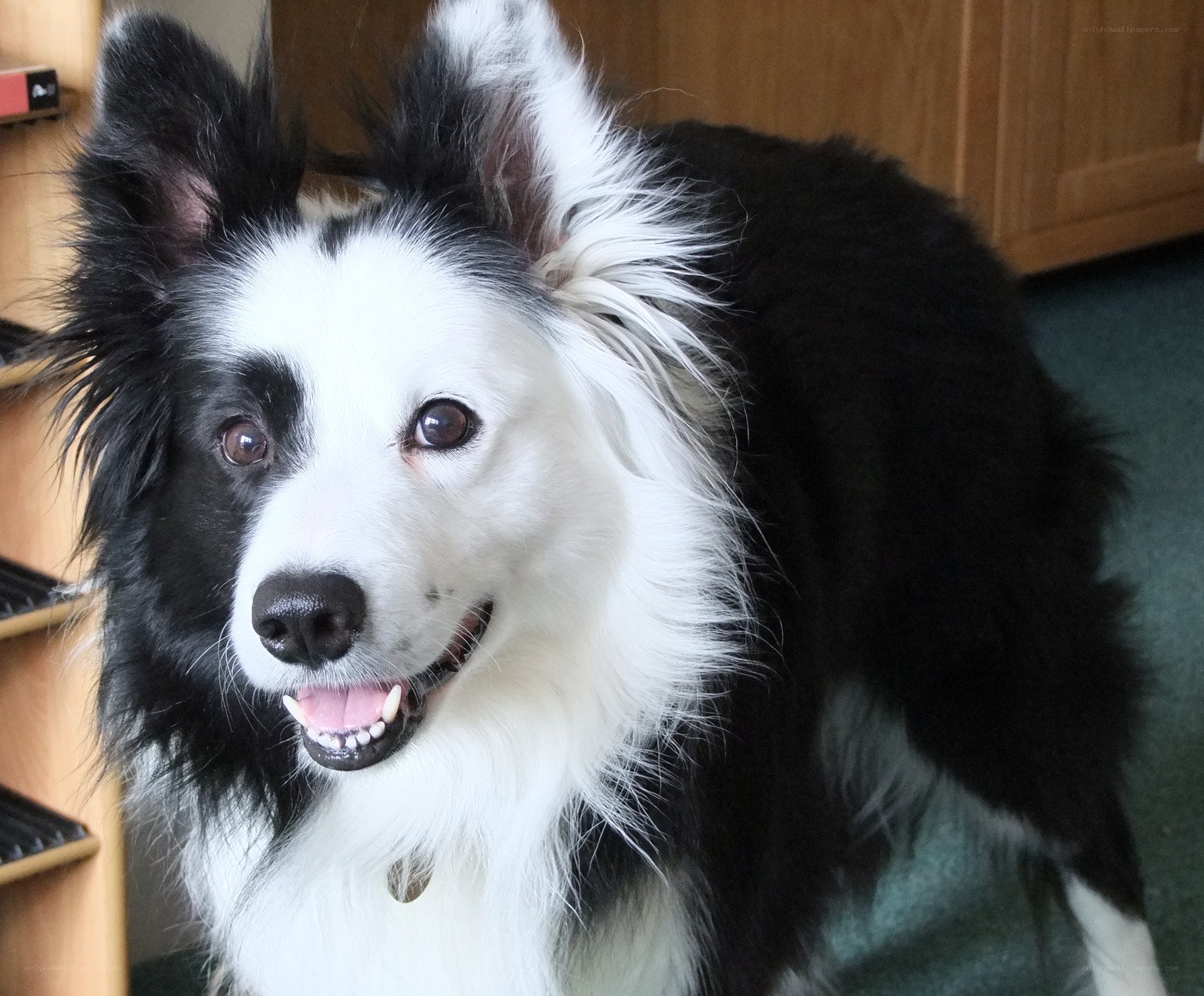 black and white border collie dog