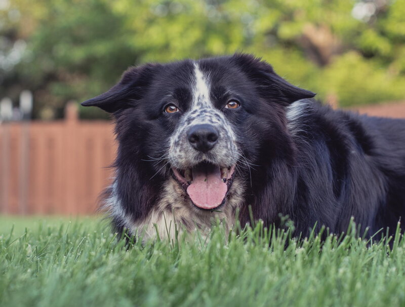 Black and White Border Collie — Green, Calm, Afternoon