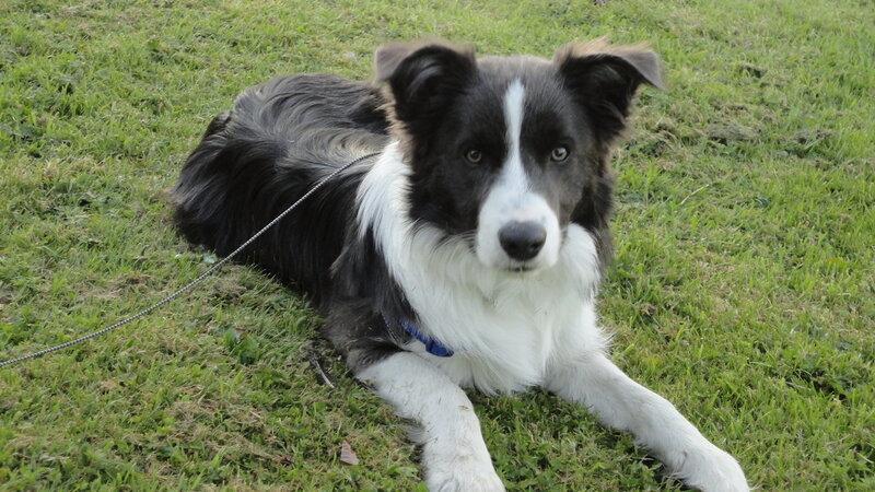 Black and White Border Collie — Green, Calm