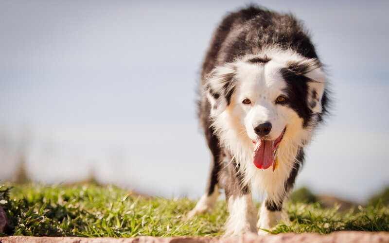 Black and White Border Collie — Green