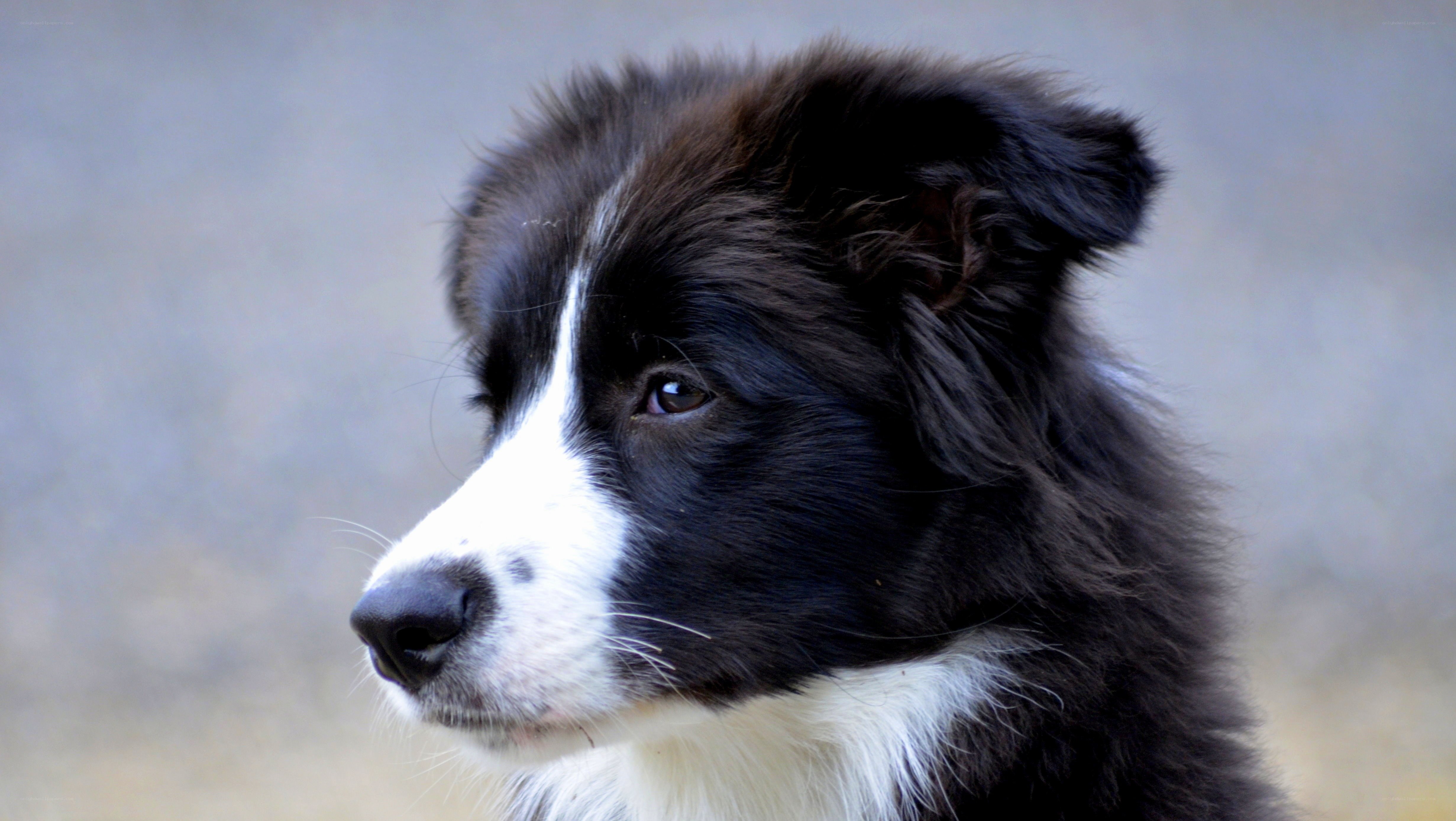 black and white border collie puppy
