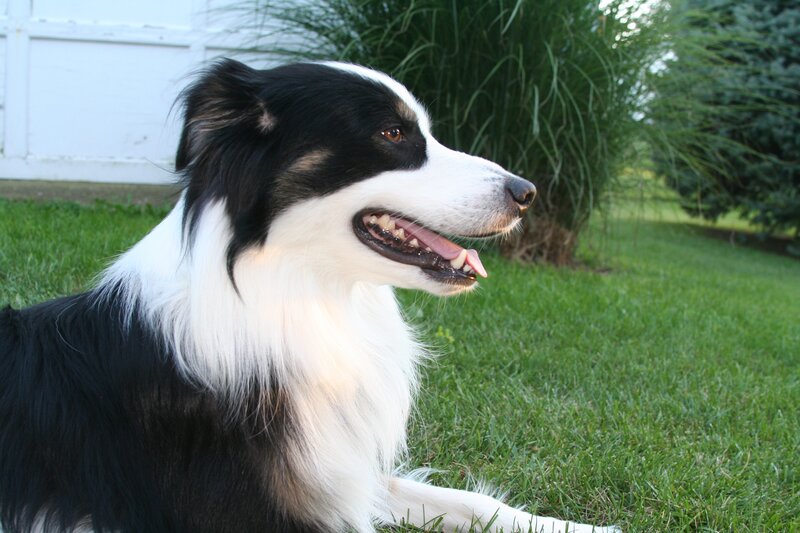 black and white border collie
