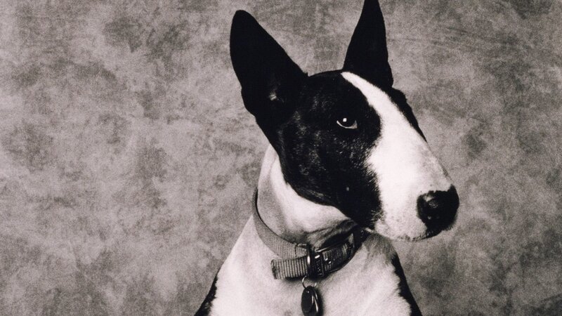 Black and White Bull Terrier — Neutral
