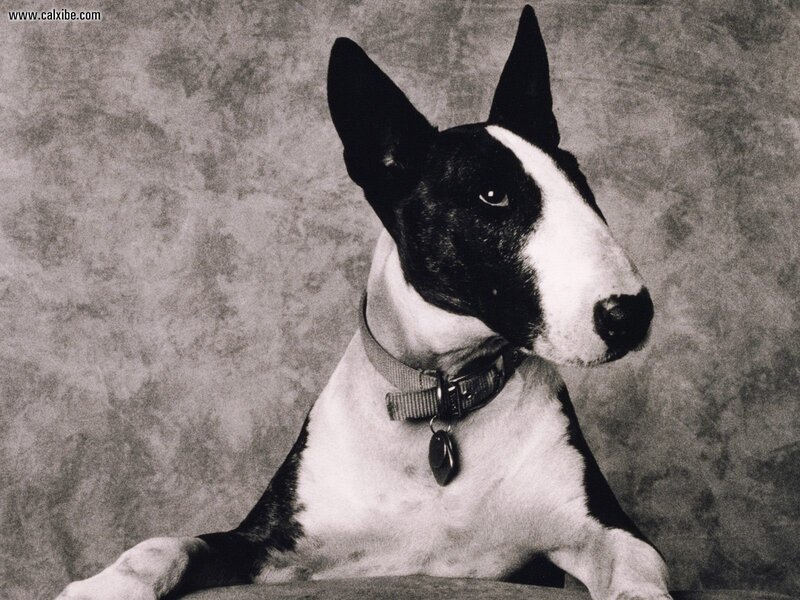 Black and White Bull Terrier