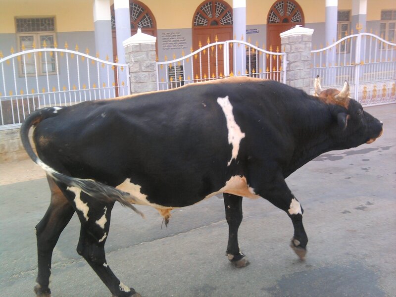 Black and white bull walking