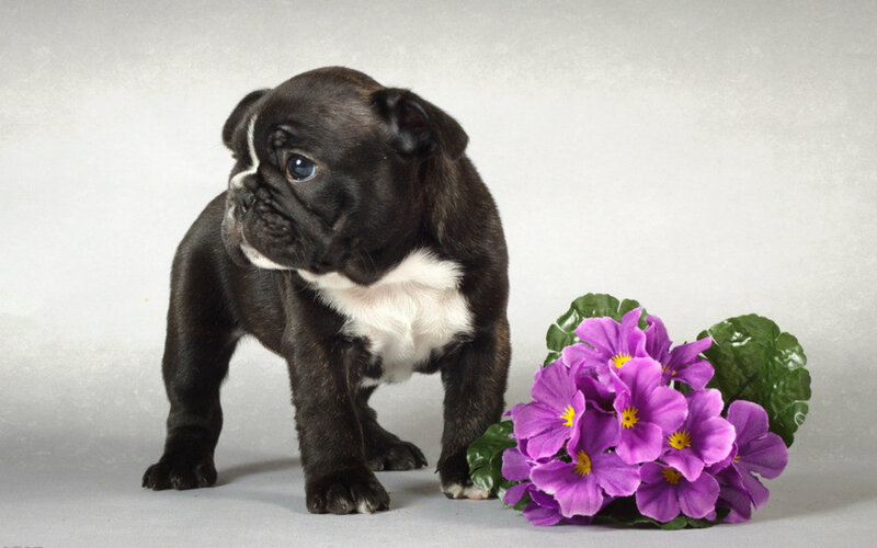 Black and White Bulldog Puppy — Calm, Photograph
