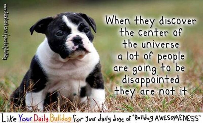 Black and White Bulldog Puppy — Calm