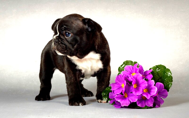 Black and White Bulldog Puppy
