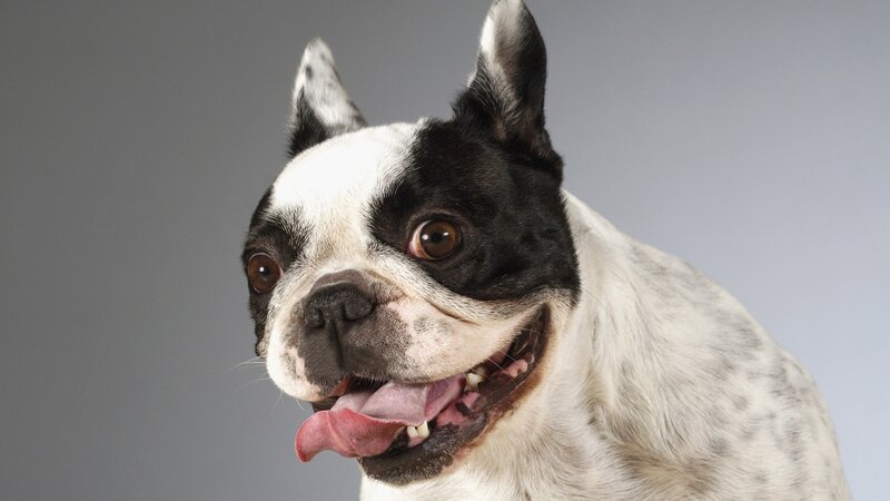Black and White Bulldog