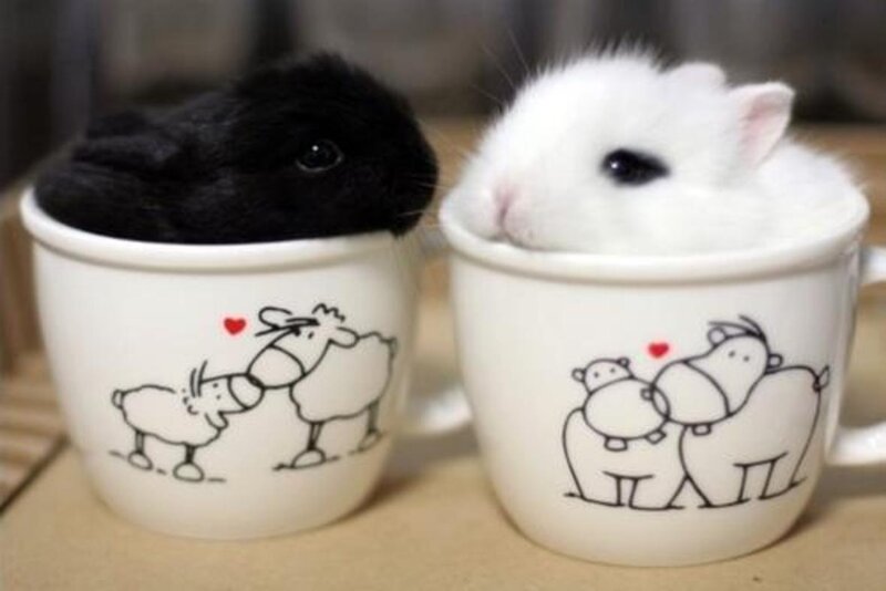 Black and White Bunnies — Cute