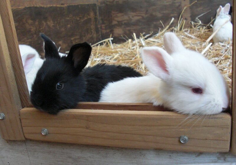 Black and White Bunnies