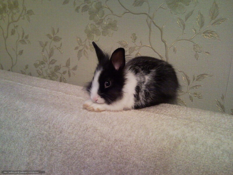 black and white bunny on couch
