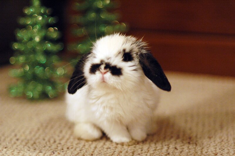 Black-and-white Bunny