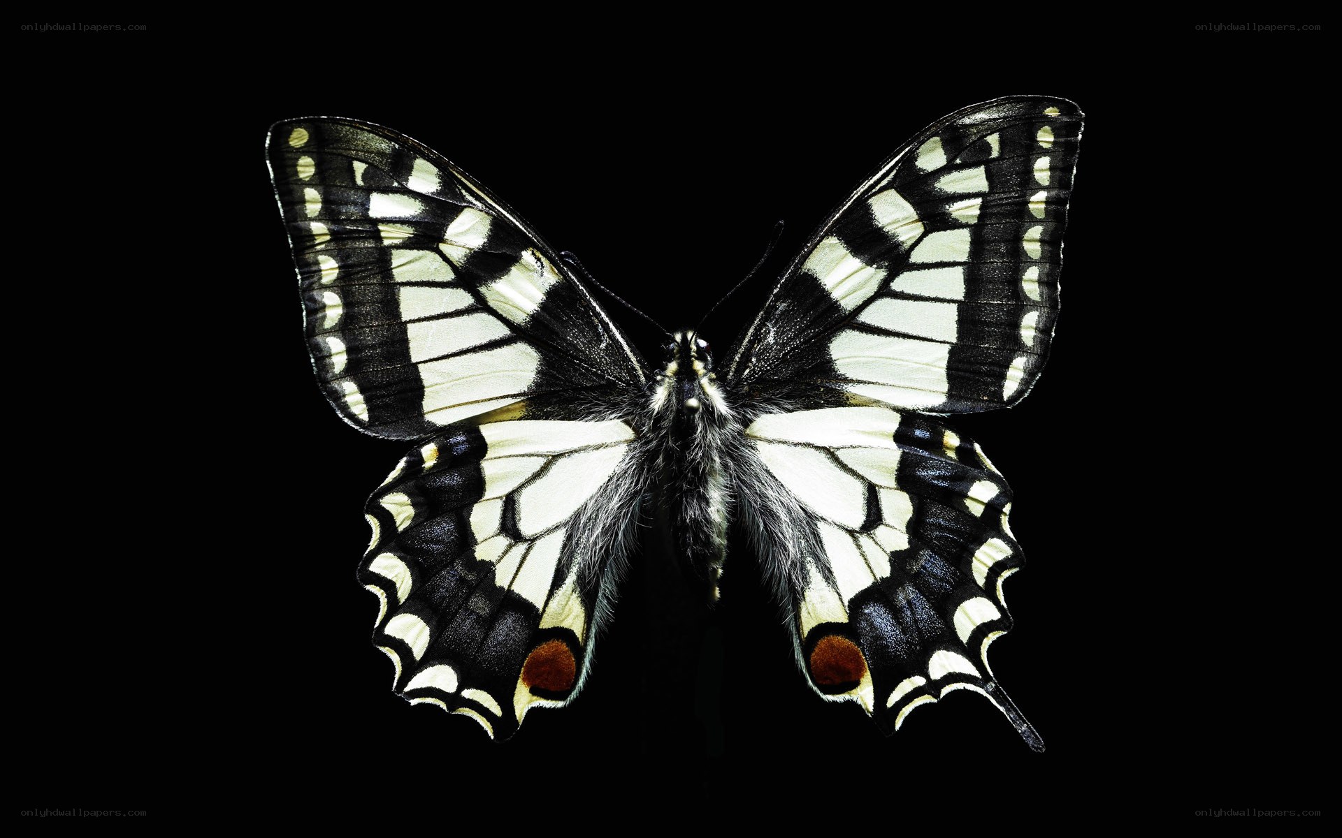 black and white butterfly