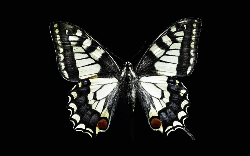 black and white butterfly