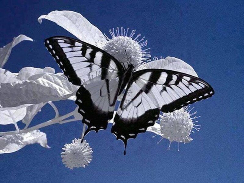 Black and White Butterfly — Blue, Serene, Afternoon