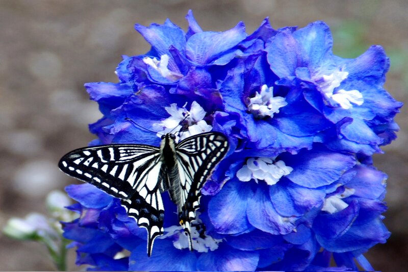 Black and White Butterfly — Blue, Serene