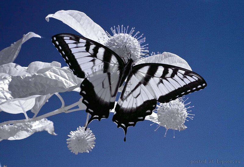 Black and White Butterfly — Blue