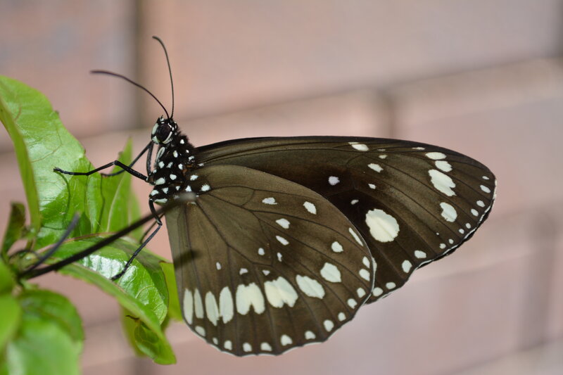 Black and White Butterfly — Brown, Calm