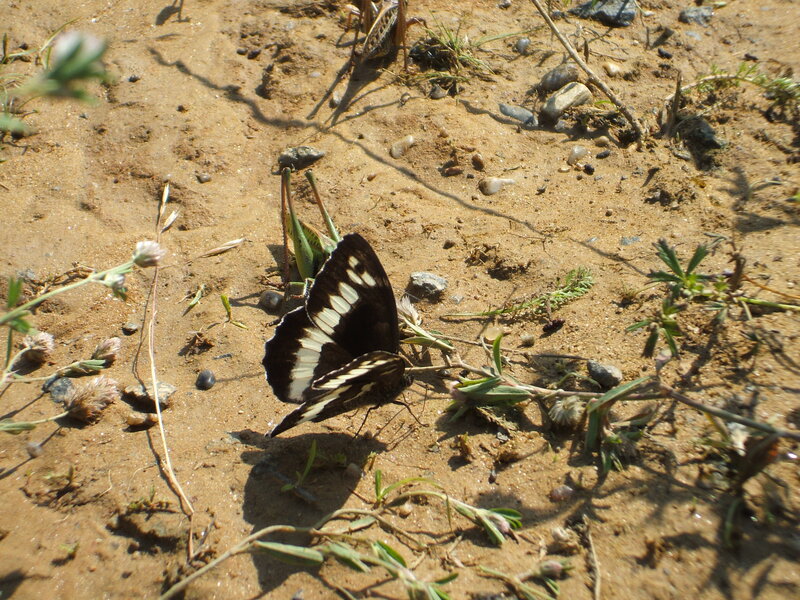Black and White Butterfly — Brown