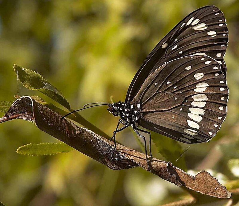 Black and White Butterfly — Calm, Afternoon, Photograph, Branch