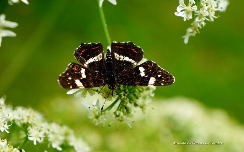 Black and White Butterfly — Calm, Afternoon, Photograph, Flower